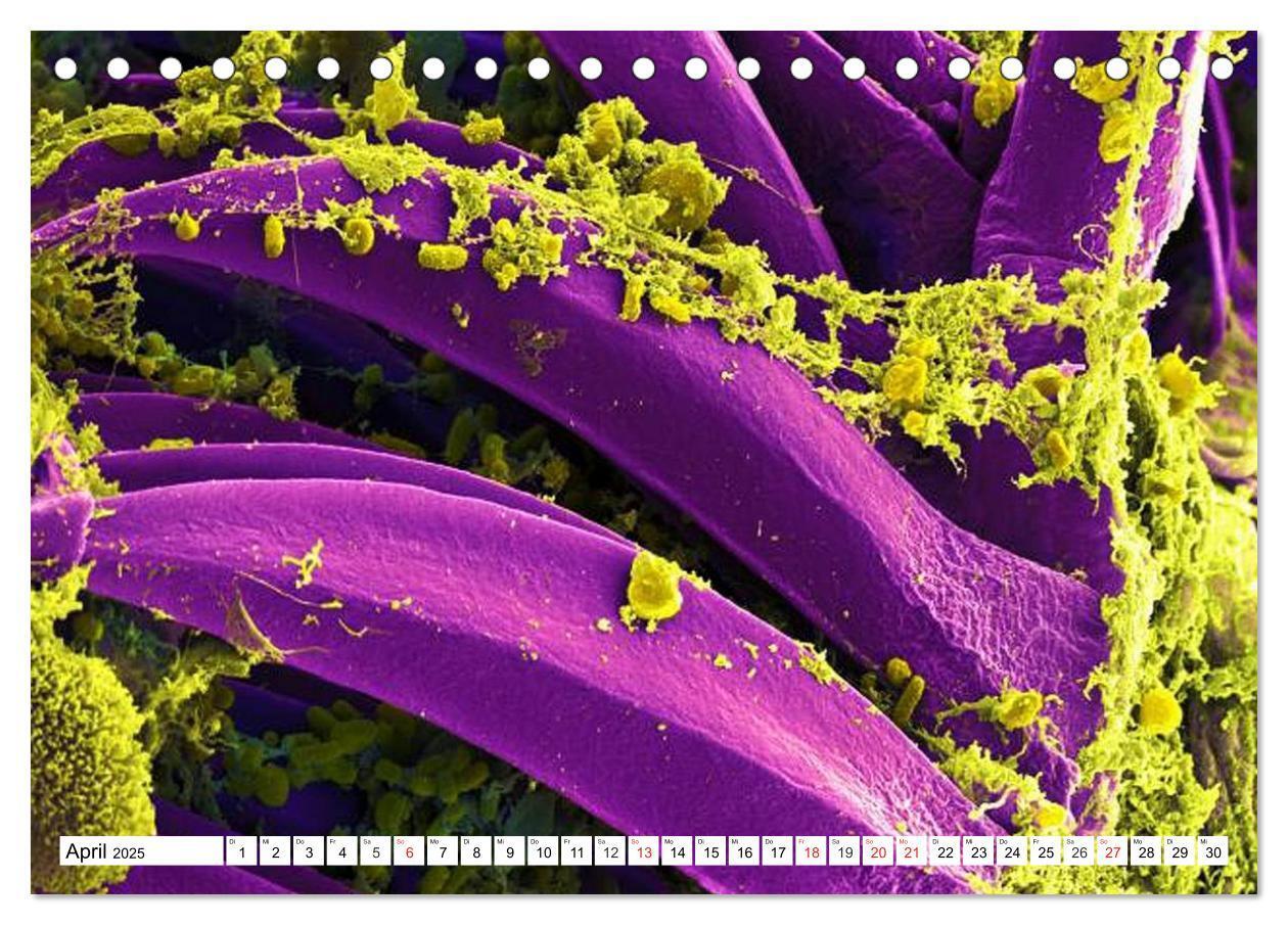 Bild: 9783435482832 | Mikrobiologie. Mikroorganismen, Genetik und Zellen (Tischkalender...