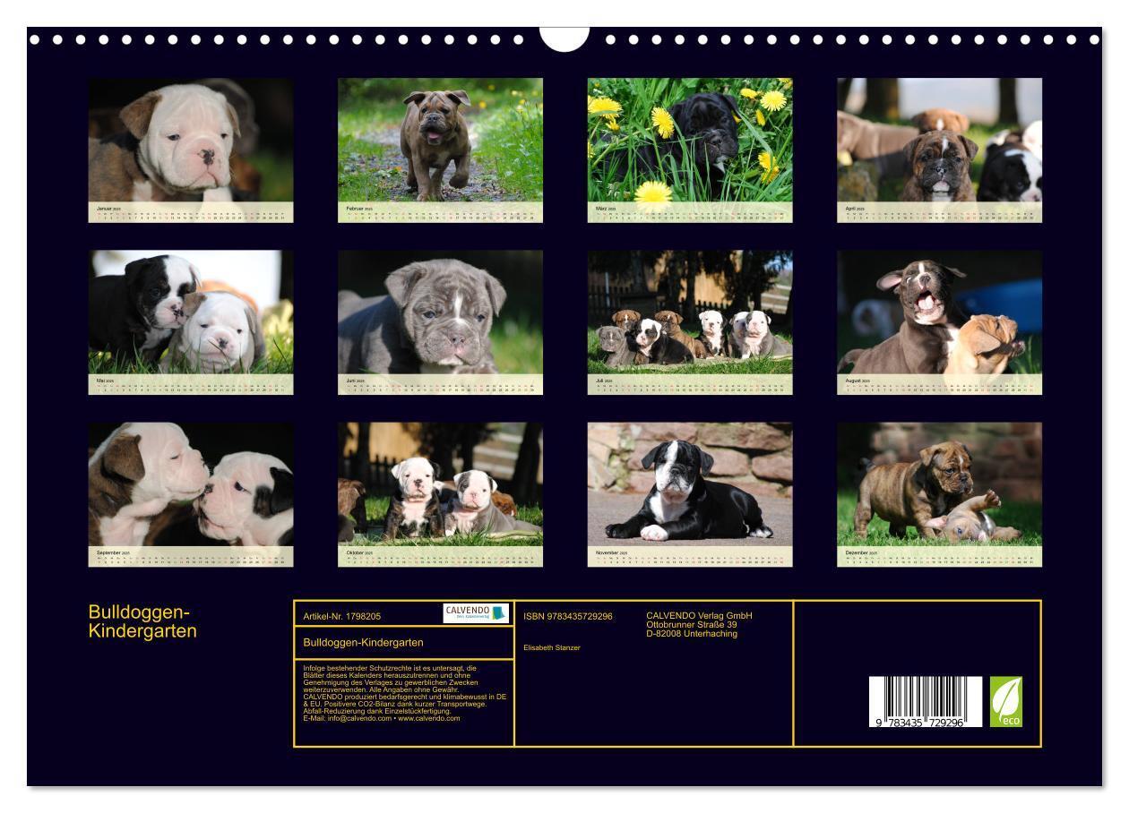 Bild: 9783435729296 | Bulldoggen-Kindergarten (Wandkalender 2025 DIN A3 quer), CALVENDO...