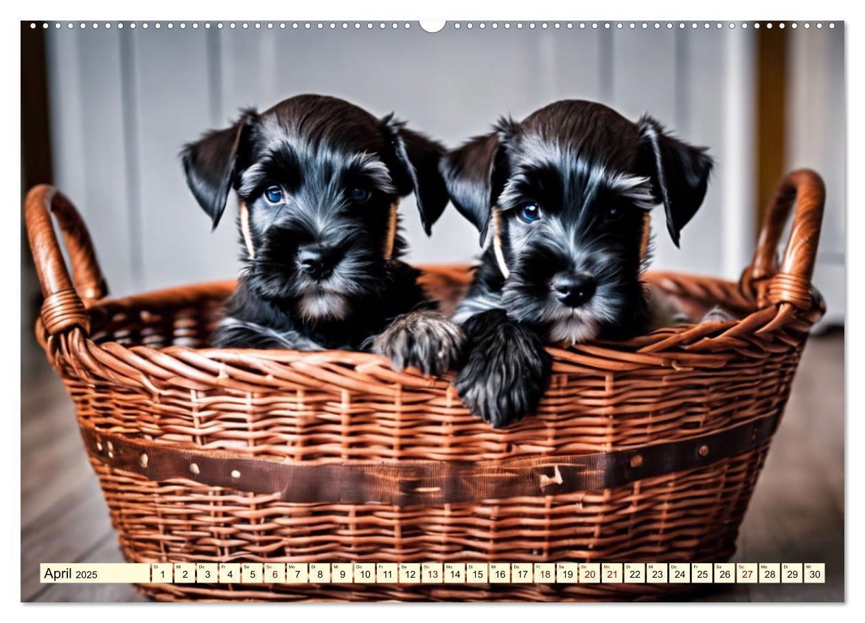 Bild: 9783457037423 | Schnauzer - vielseitige Allrounder (Wandkalender 2025 DIN A2 quer),...