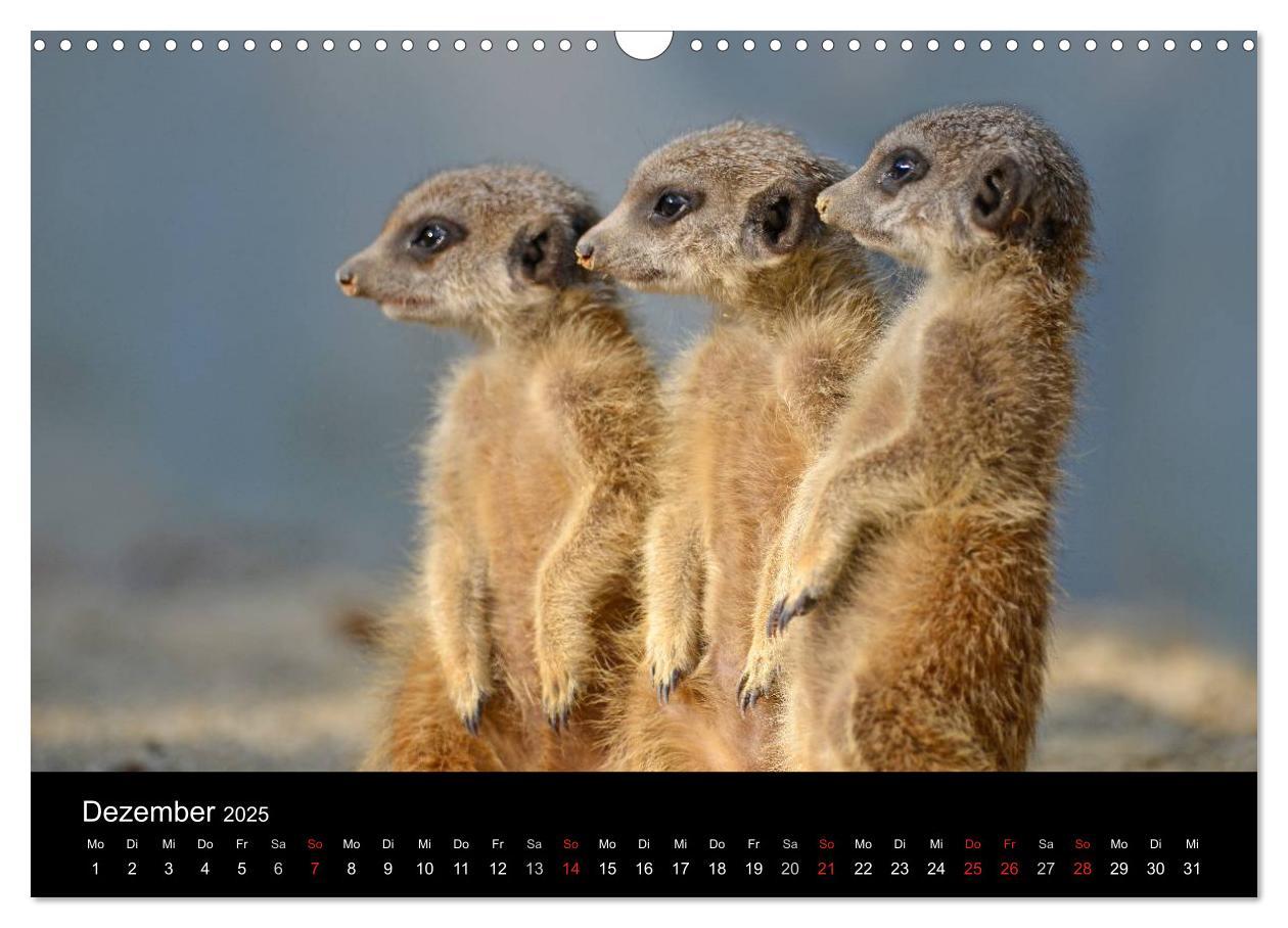 Bild: 9783435782123 | Lustige Erdmännchen (Wandkalender 2025 DIN A3 quer), CALVENDO...