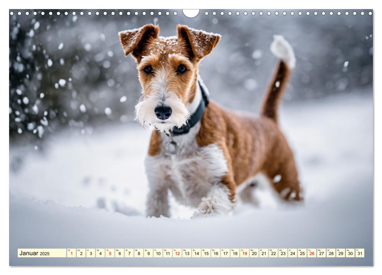 Bild: 9783435694105 | Drahthaar-Foxterrier (Wandkalender 2025 DIN A3 quer), CALVENDO...