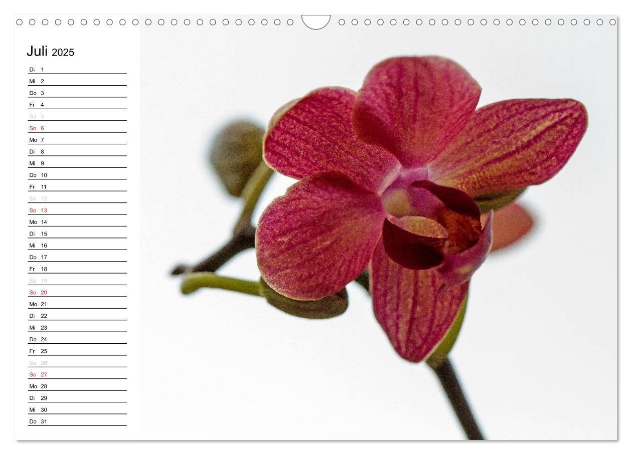 Bild: 9783435553303 | Blütenzauber Orchideen (Wandkalender 2025 DIN A3 quer), CALVENDO...