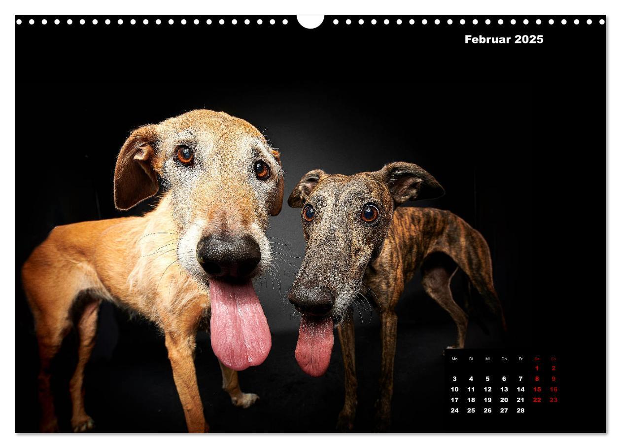 Bild: 9783435228522 | Die Stimme der Windhunde (Wandkalender 2025 DIN A3 quer), CALVENDO...