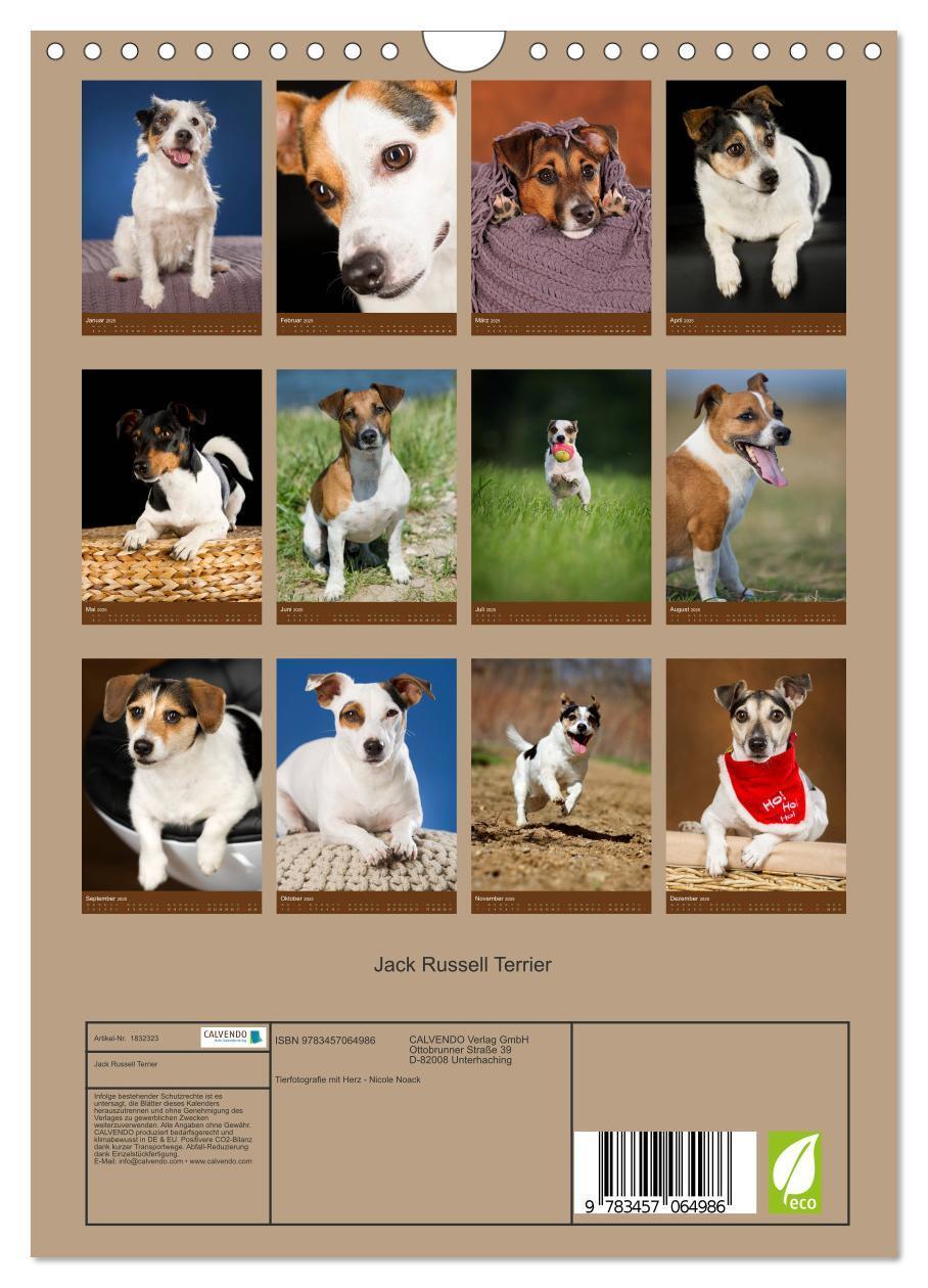 Bild: 9783457064986 | Jack Russell Terrier (Wandkalender 2025 DIN A4 hoch), CALVENDO...