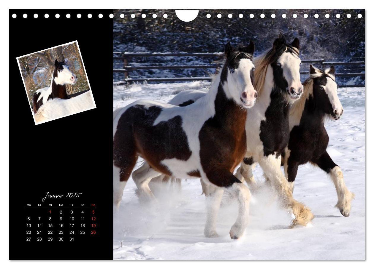 Bild: 9783435748112 | Irish Tinker (Wandkalender 2025 DIN A4 quer), CALVENDO Monatskalender