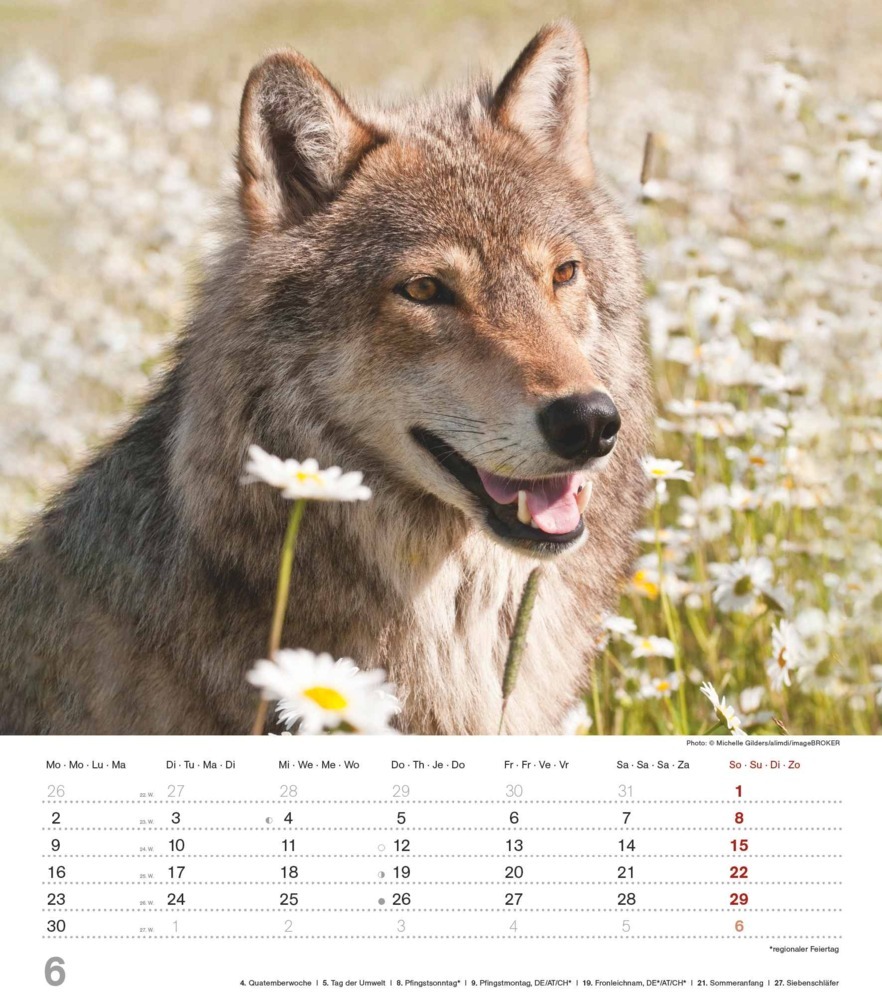 Bild: 4251732342166 | Alpha Edition - Mythos Wolf 2025 Bildkalender, 30,x34cm, Kalender...