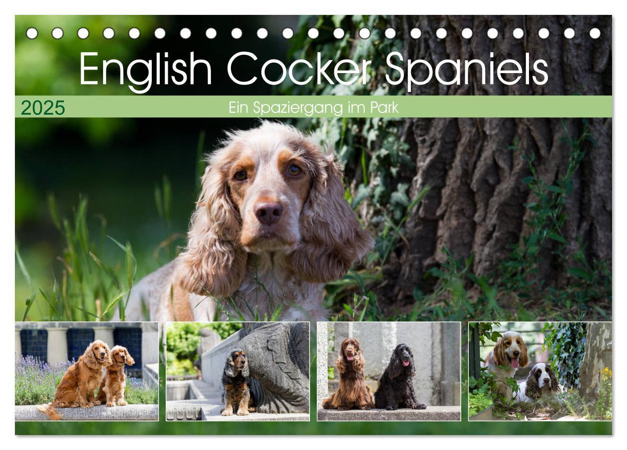 Cover: 9783435446605 | English Cocker Spaniels - Ein Spaziergang im Park (Tischkalender...