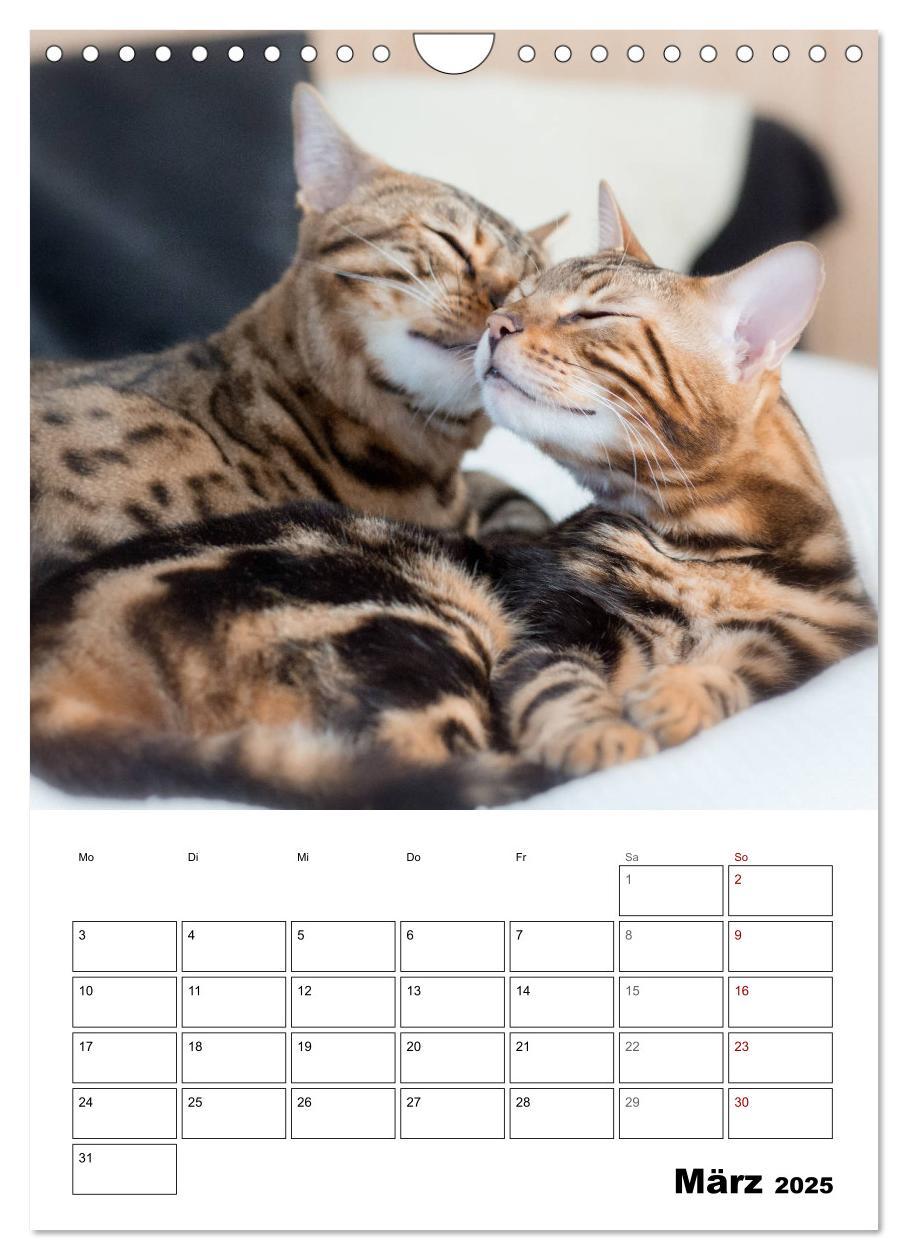 Bild: 9783435993314 | Bengalen - verschmust und abenteuerlustig (Wandkalender 2025 DIN A4...