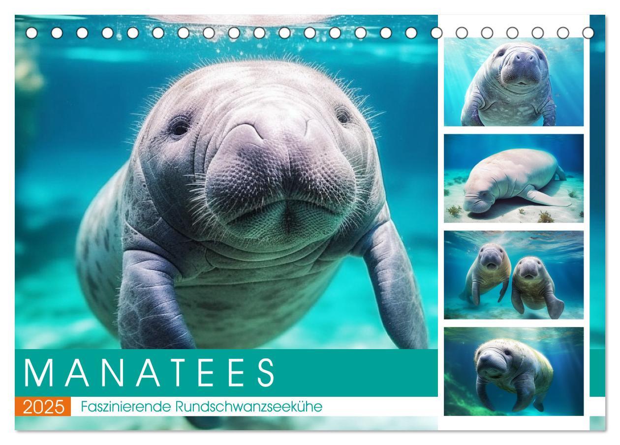 Cover: 9783383893902 | Manatees. Faszinierende Rundschwanzseekühe (Tischkalender 2025 DIN...