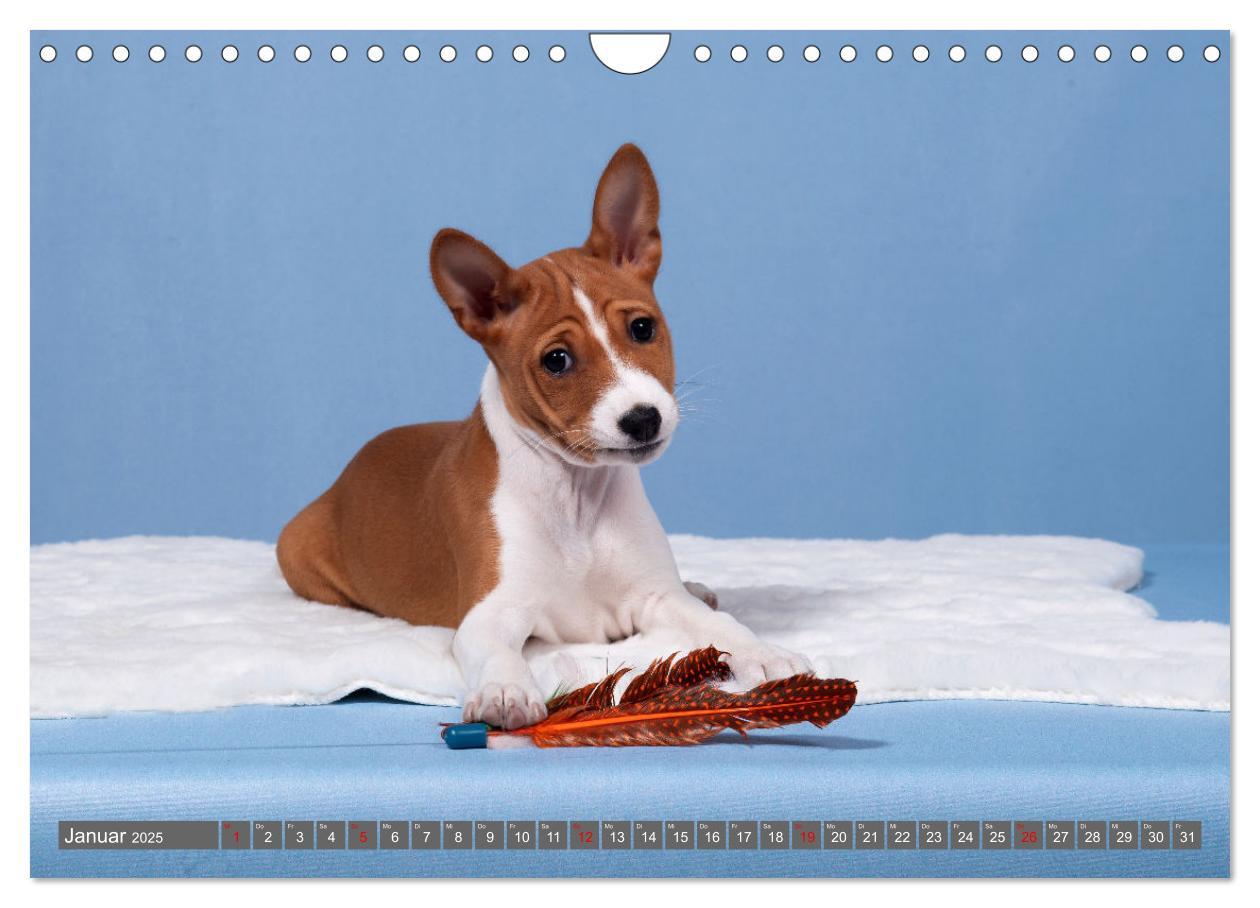 Bild: 9783457195598 | Der Basenji (Wandkalender 2025 DIN A4 quer), CALVENDO Monatskalender