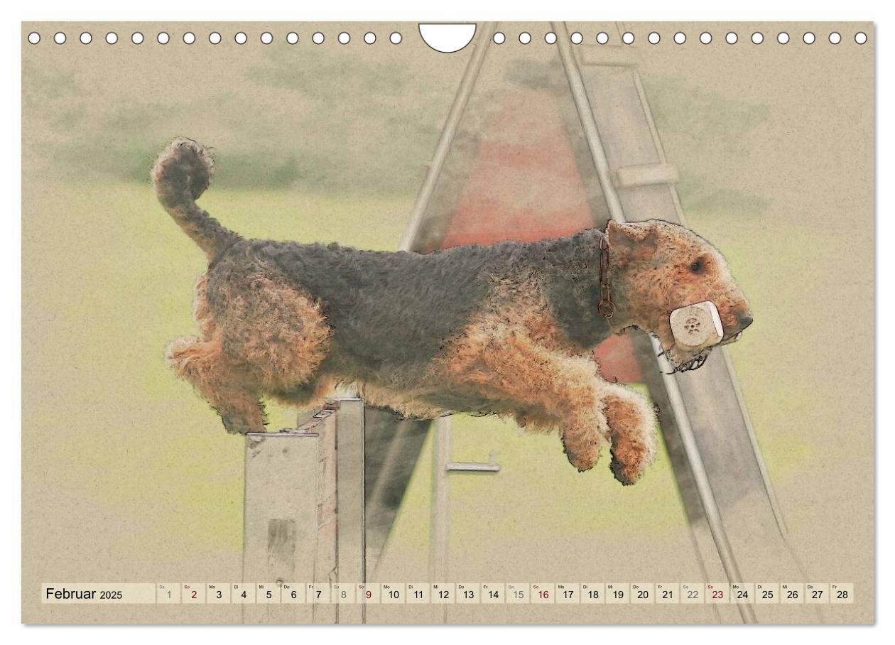 Bild: 9783435627639 | Airedale Terrier 2025 (Wandkalender 2025 DIN A4 quer), CALVENDO...