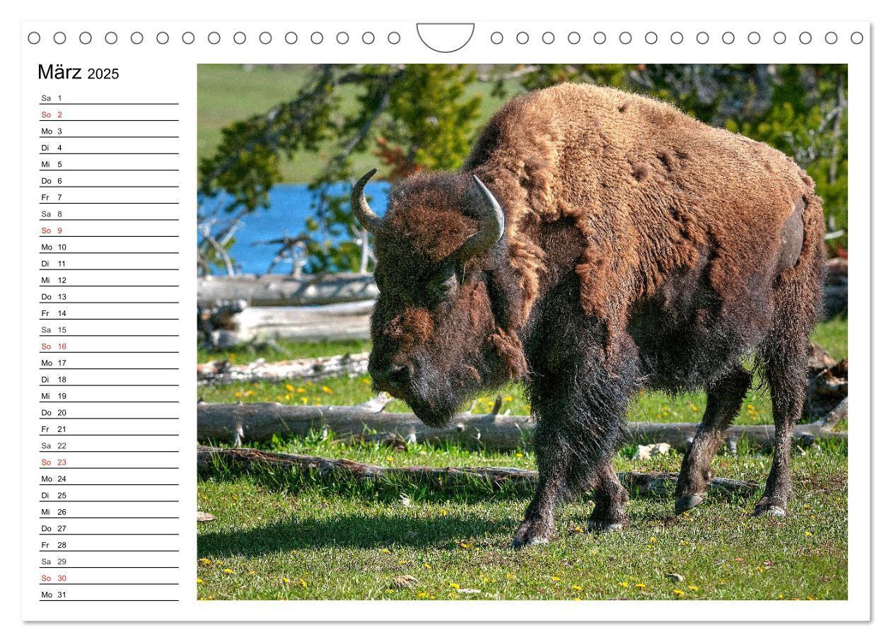 Bild: 9783435537174 | Der nordamerikanische Bison (Wandkalender 2025 DIN A4 quer),...