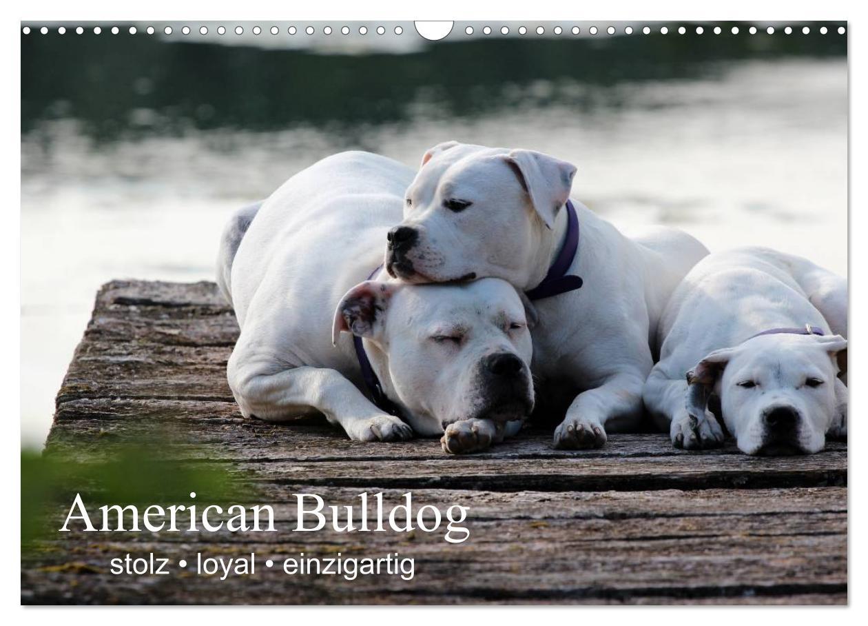 Cover: 9783435656240 | American Bulldog - stolz, loyal, einzigartig (Wandkalender 2025 DIN...