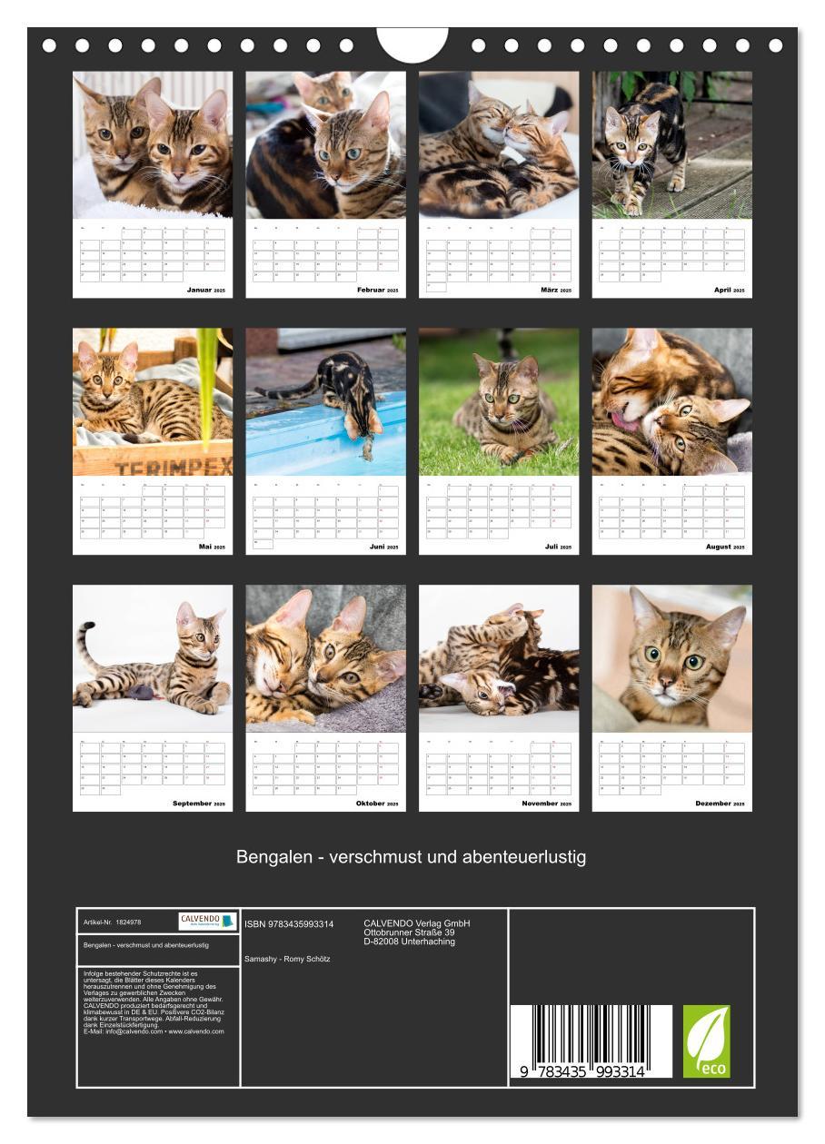 Bild: 9783435993314 | Bengalen - verschmust und abenteuerlustig (Wandkalender 2025 DIN A4...