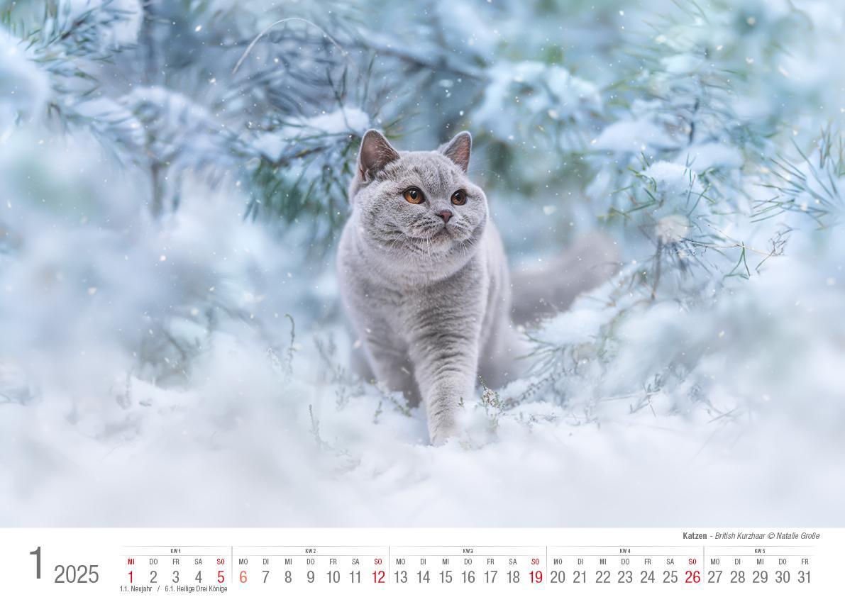 Bild: 9783965352360 | Katzen 2025 Bildkalender A3 quer - Natalie Große | Holger Klaes | 2025