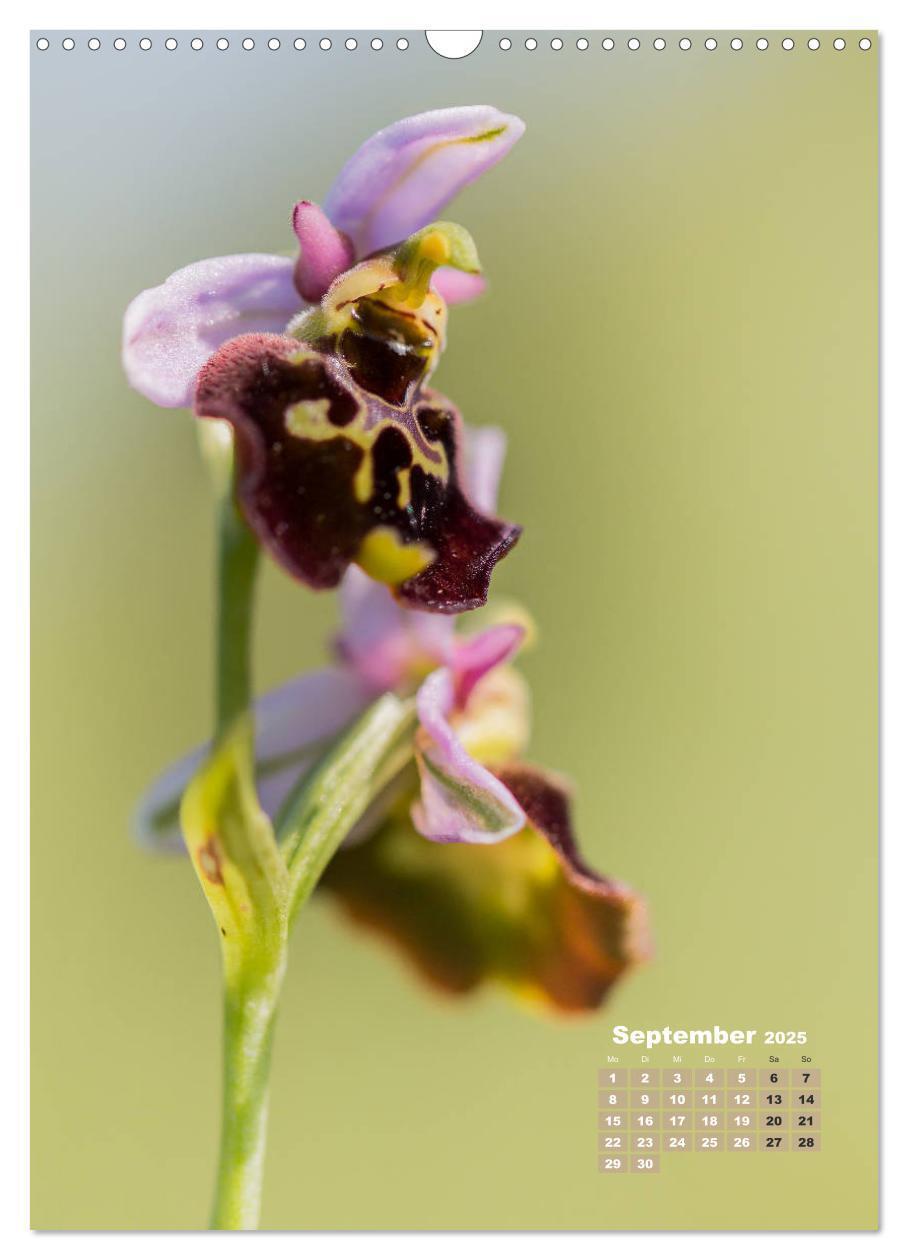 Bild: 9783435990207 | Orchideen in freier Wildbahn (Wandkalender 2025 DIN A3 hoch),...