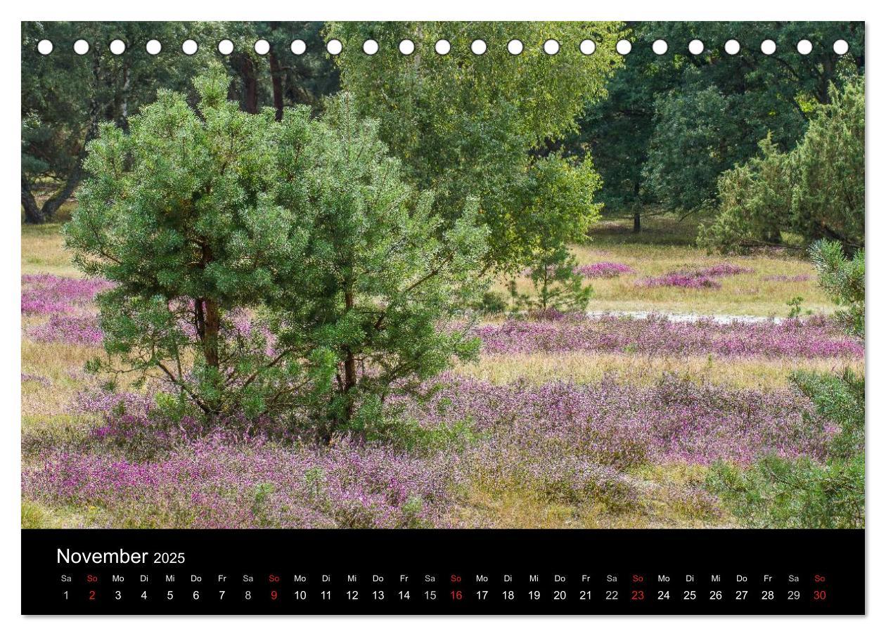 Bild: 9783435774555 | Lüneburger Heide (Tischkalender 2025 DIN A5 quer), CALVENDO...