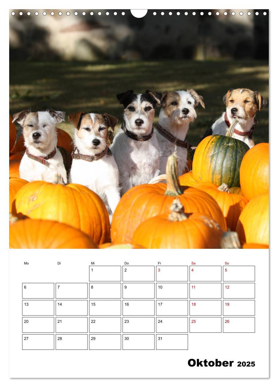 Bild: 9783435995592 | Tender Fellows - Parson Russell Terrier (Wandkalender 2025 DIN A3...