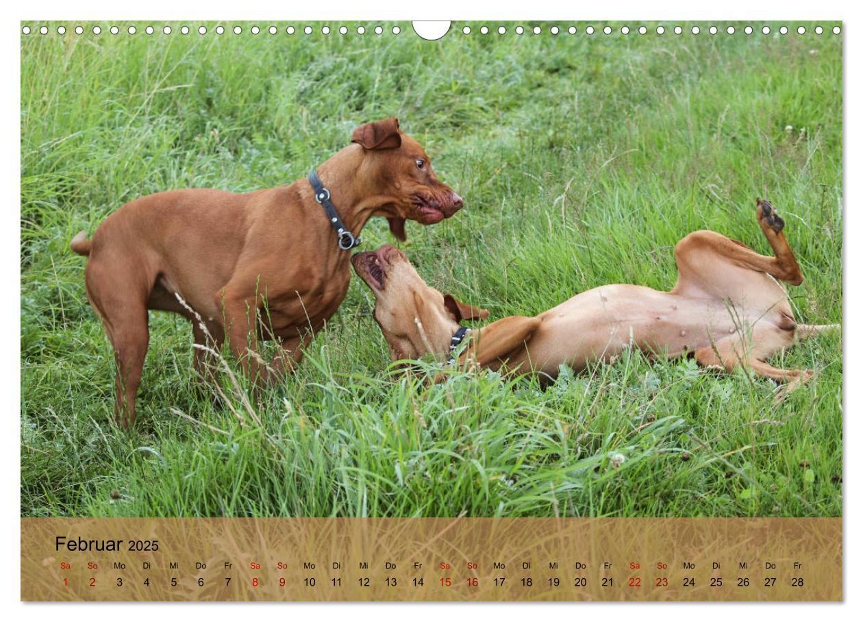 Bild: 9783435307432 | Magyar Vizsla - Ungarischer Vorstehhund (Wandkalender 2025 DIN A3...