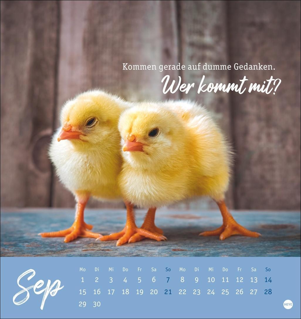 Bild: 9783756408573 | Hühner Postkartenkalender 2025 - Ach, du verrücktes Huhn! | Kalender