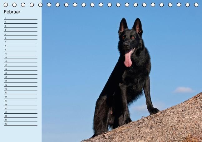 Bild: 9783660367836 | Der Schäferhunde-Geburtstagskalender (Tischkalender immerwährend...