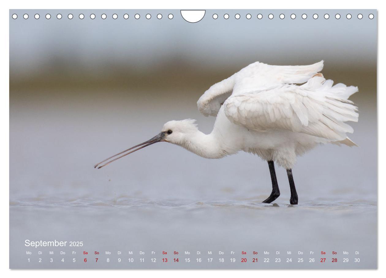 Bild: 9783435099597 | Moments in Nature (Wandkalender 2025 DIN A4 quer), CALVENDO...