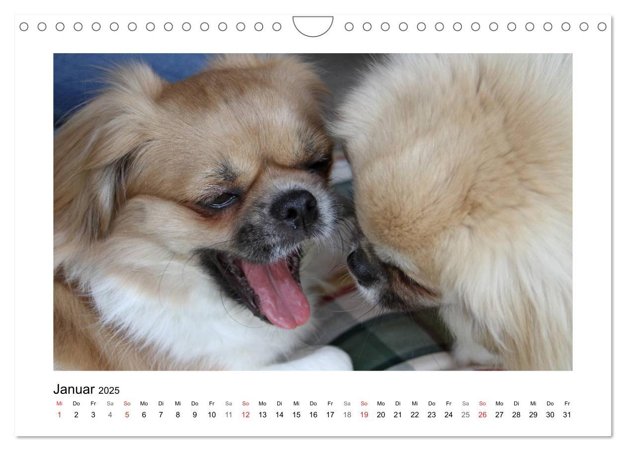 Bild: 9783435681570 | Tibet-Spaniel (Wandkalender 2025 DIN A4 quer), CALVENDO Monatskalender