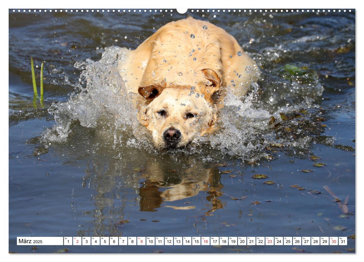 Bild: 9783435542277 | Golden Retriever ein treuer Begleiter (Wandkalender 2025 DIN A2...