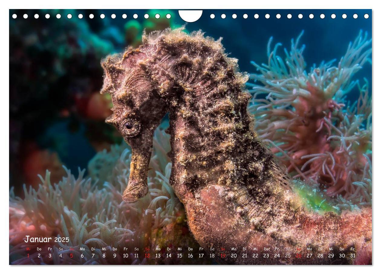 Bild: 9783435504329 | Hippocampus oder einfach nur Seepferdchen (Wandkalender 2025 DIN A4...