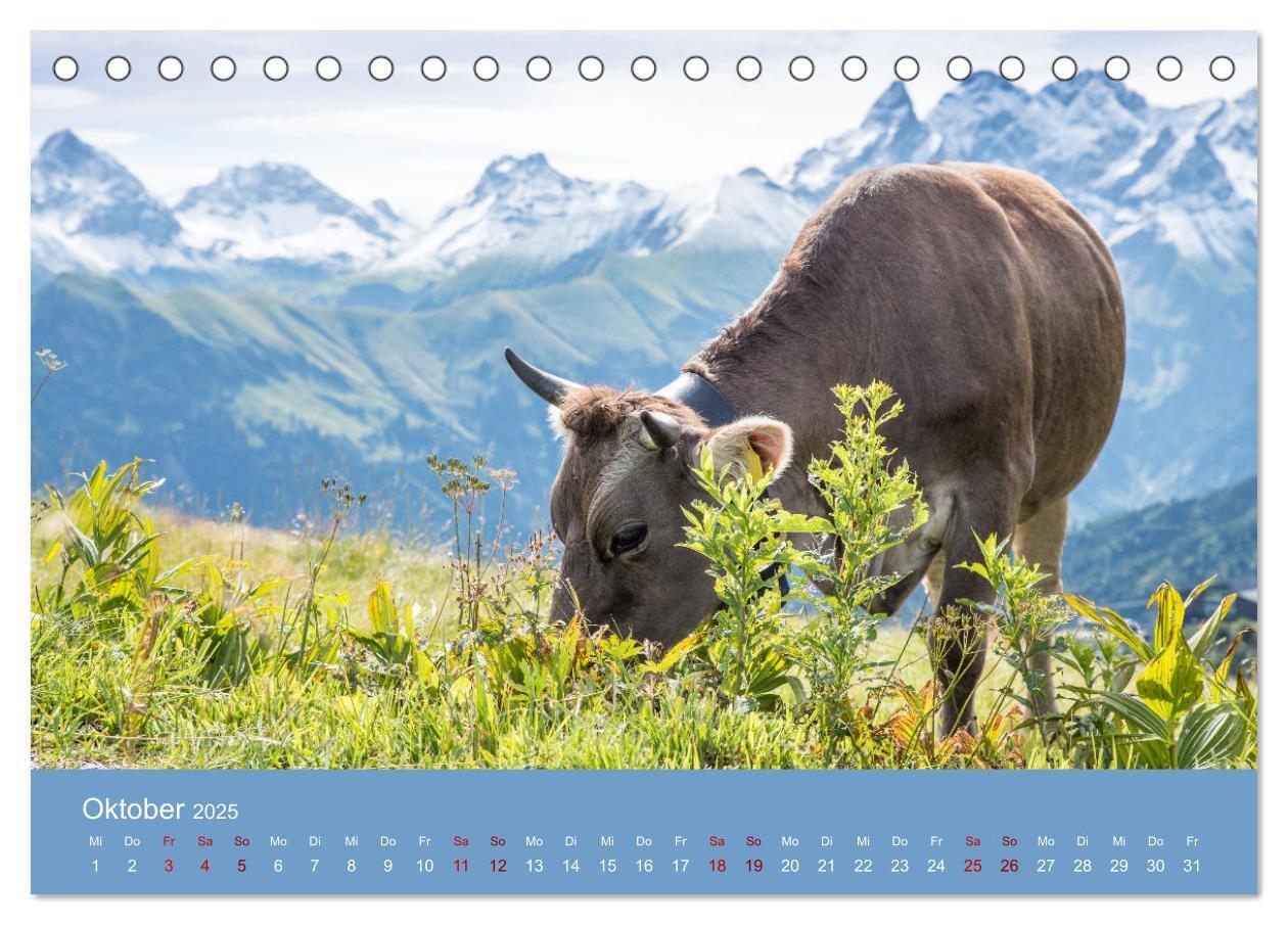 Bild: 9783383832192 | Allgäuer Rindvieh 2025 (Tischkalender 2025 DIN A5 quer), CALVENDO...