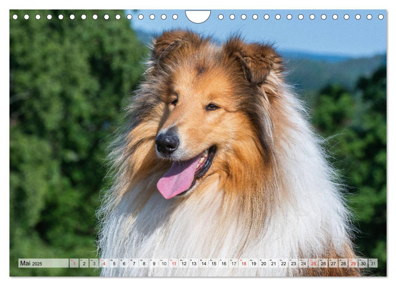 Bild: 9783435312528 | Collie - Das Glück hat 4 Pfoten (Wandkalender 2025 DIN A4 quer),...