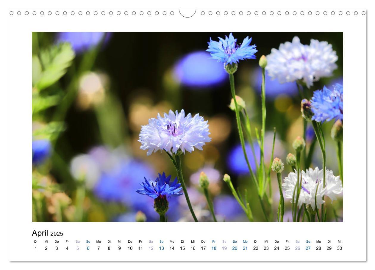 Bild: 9783435398225 | Kornblumen - Blaue Schönheiten (Wandkalender 2025 DIN A3 quer),...