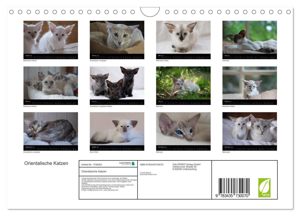 Bild: 9783435730070 | Orientalische Katzen (Wandkalender 2025 DIN A4 quer), CALVENDO...