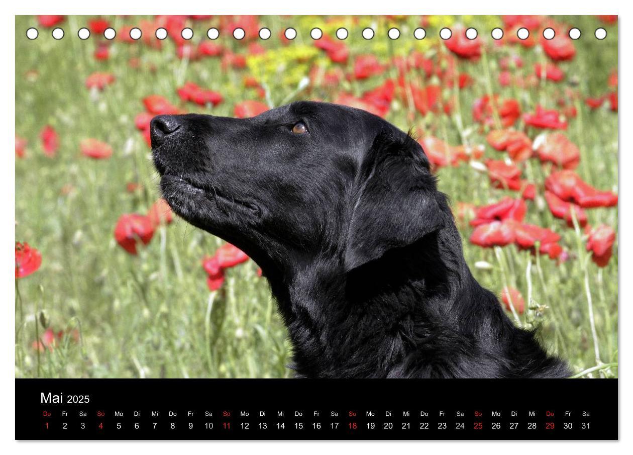 Bild: 9783435722136 | Flatcoated Retriever (Tischkalender 2025 DIN A5 quer), CALVENDO...