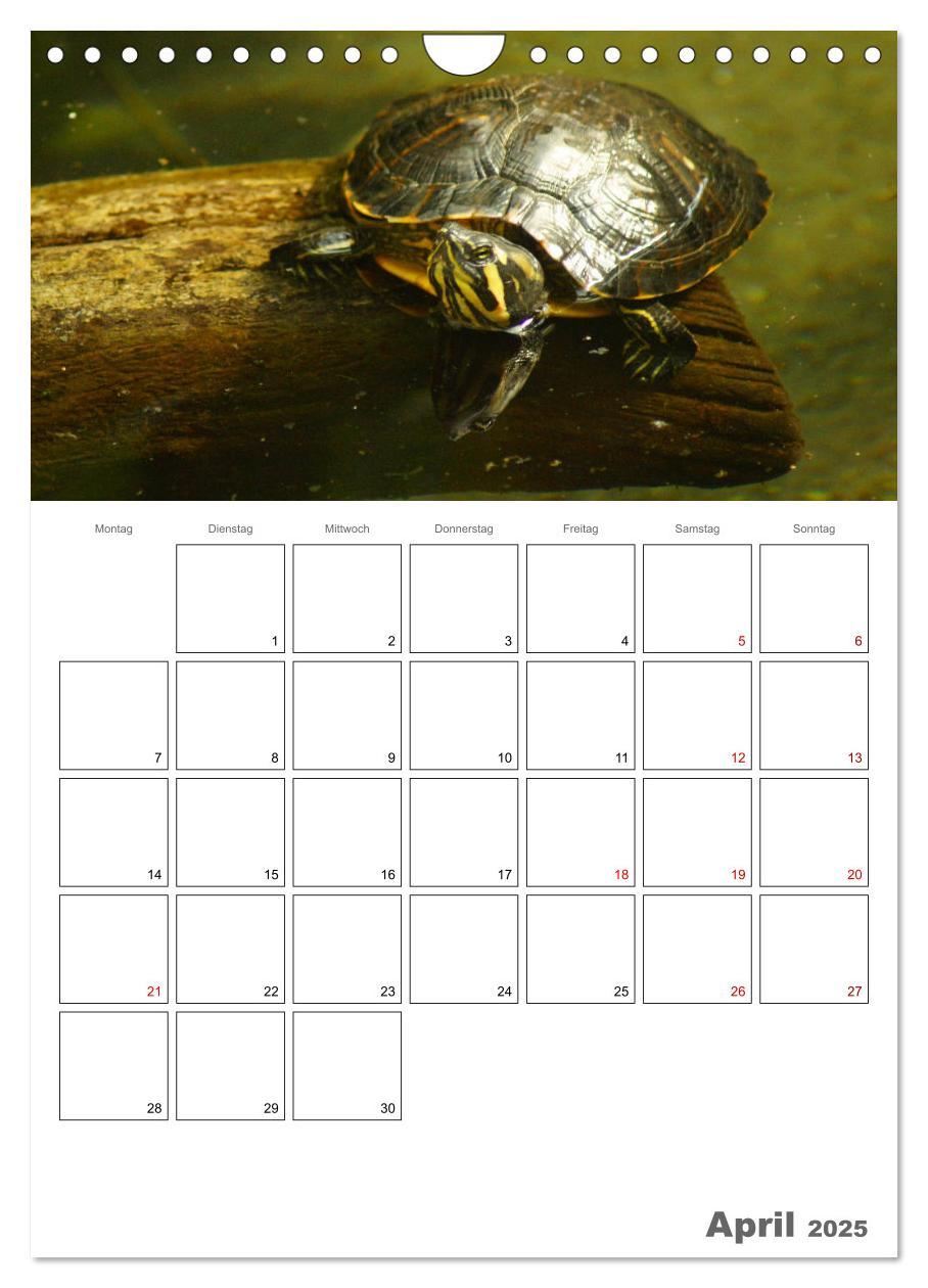 Bild: 9783457004876 | Langsame Schildkröten (Wandkalender 2025 DIN A4 hoch), CALVENDO...