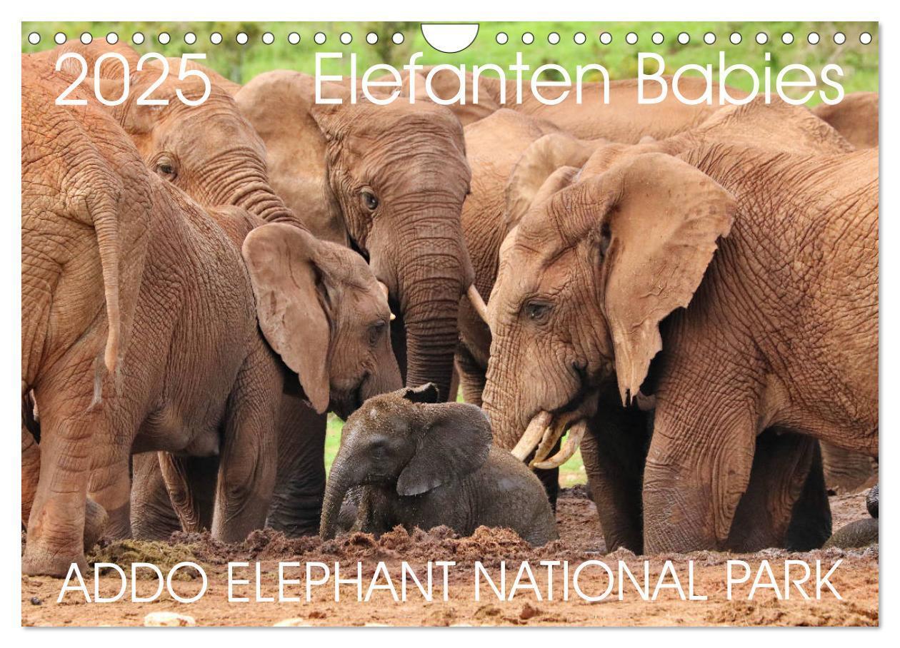 Cover: 9783435229093 | ADDO ELEPHANT NATIONAL PARK Elefanten Babies (Wandkalender 2025 DIN...