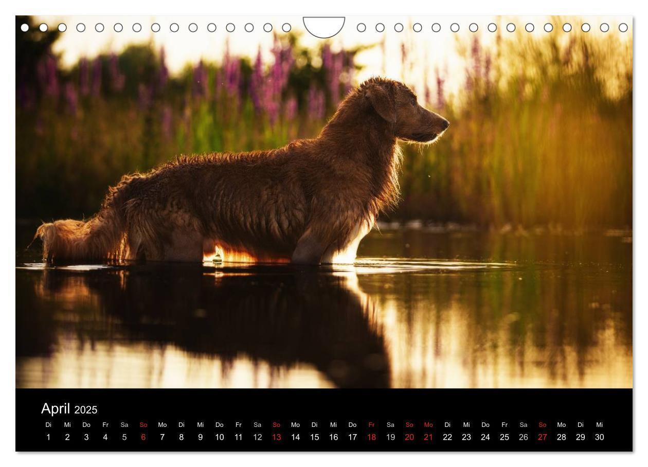 Bild: 9783435629770 | Toller - Nova Scotia Duck Tolling Retriever (Wandkalender 2025 DIN...