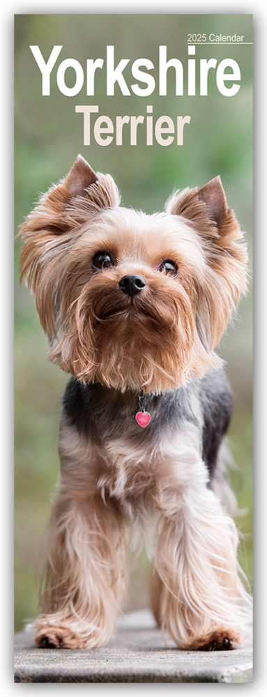 Cover: 9781804605202 | Yorkshire Terrier - Yorkies 2025 | Avonside Publishing Ltd | Kalender