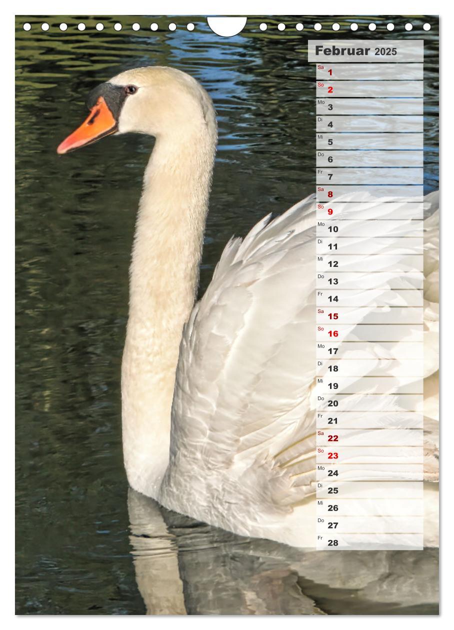 Bild: 9783435864980 | Stolze Schwäne (Wandkalender 2025 DIN A4 hoch), CALVENDO...