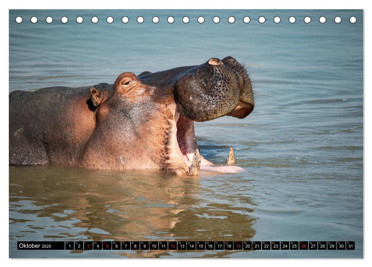 Bild: 9783435298242 | Hippos im südlichen Afrika (Tischkalender 2025 DIN A5 quer),...