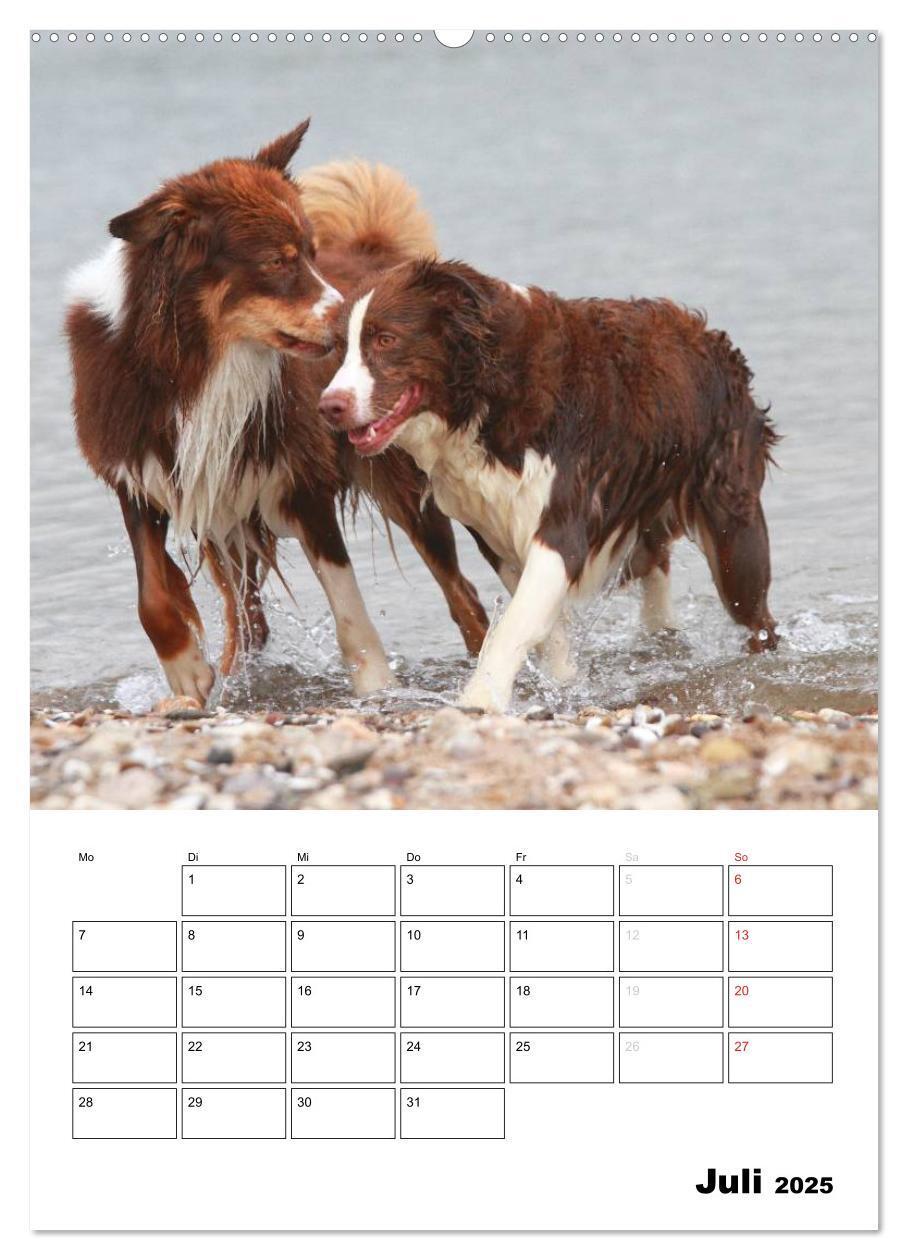 Bild: 9783457079805 | Australian Shepherd (Wandkalender 2025 DIN A2 hoch), CALVENDO...