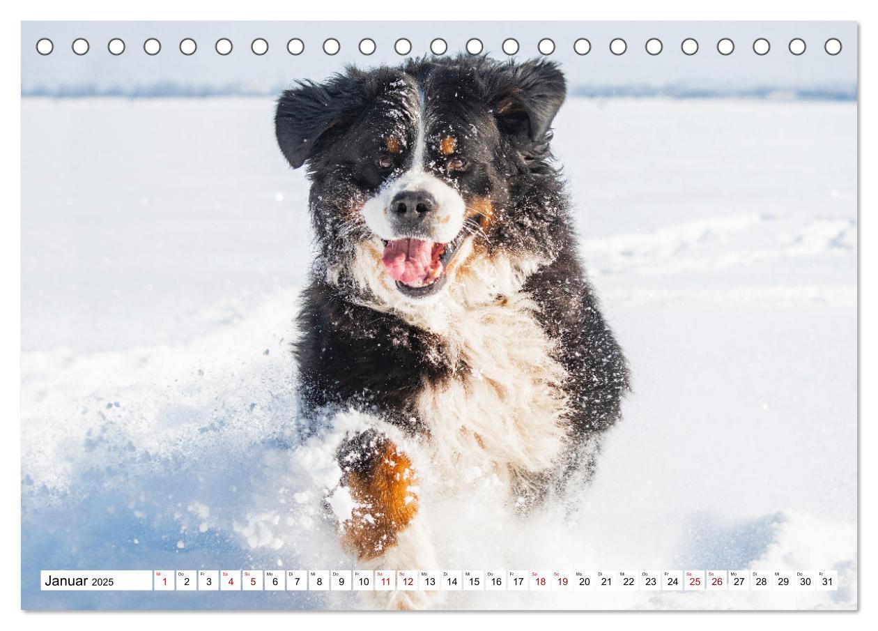 Bild: 9783383924279 | Berner Sennenhund - Eine Liebe für´s Leben (Tischkalender 2025 DIN...