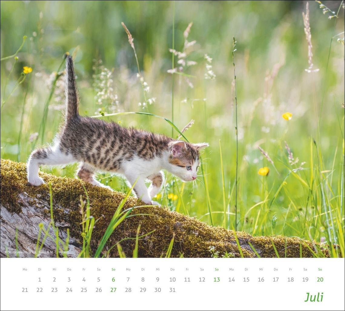 Bild: 9783756406852 | Katzen Bildkalender 2025 | Heye | Kalender | times&amp;more Kalender Heye