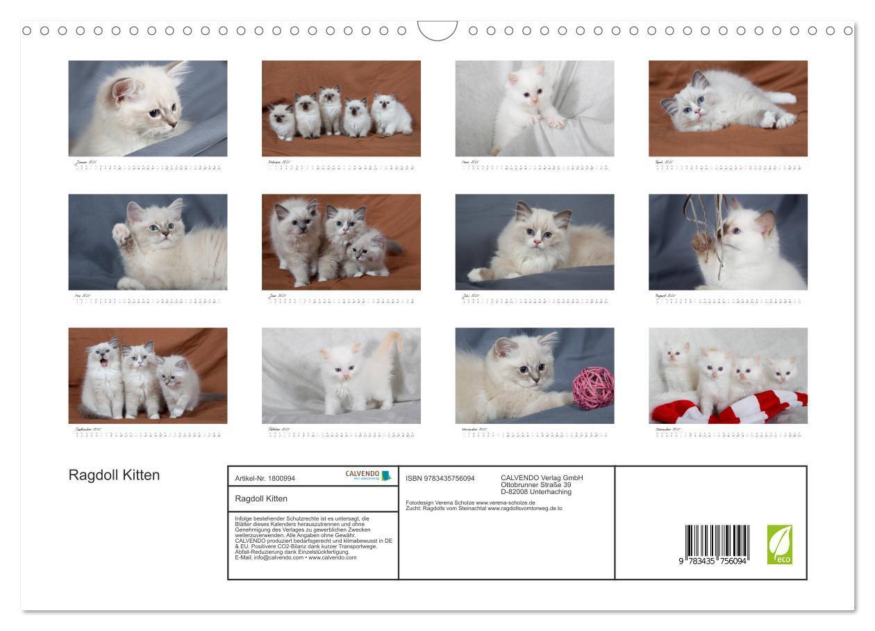 Bild: 9783435756094 | Ragdoll Kitten (Wandkalender 2025 DIN A3 quer), CALVENDO...