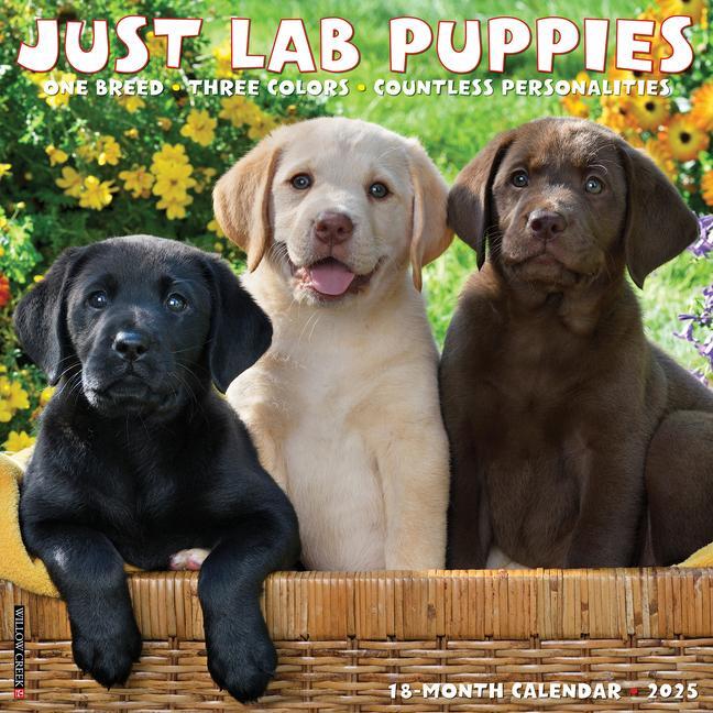 Cover: 9781549243653 | Just Lab Puppies 2025 12 X 12 Wall Calendar | Willow Creek Press