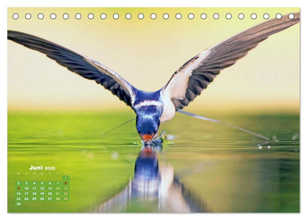 Bild: 9783383875182 | Amsel, Fink und Star: Heimische Vögel (Tischkalender 2025 DIN A5...