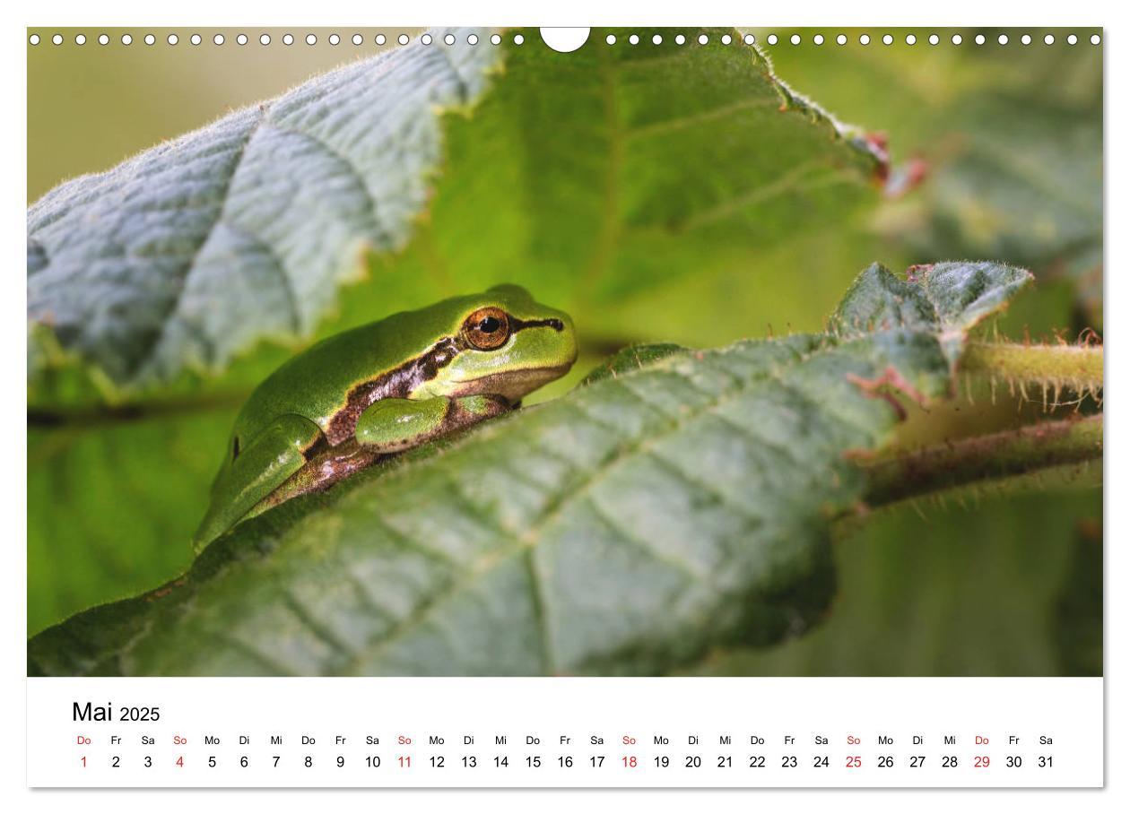 Bild: 9783435311996 | Unsere heimische Tierwelt (Wandkalender 2025 DIN A3 quer), CALVENDO...