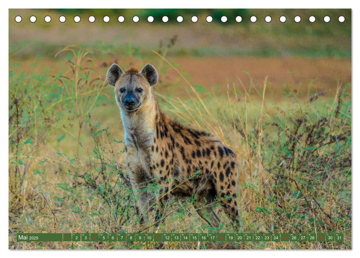 Bild: 9783435312283 | Wildlife Sambia (Tischkalender 2025 DIN A5 quer), CALVENDO...