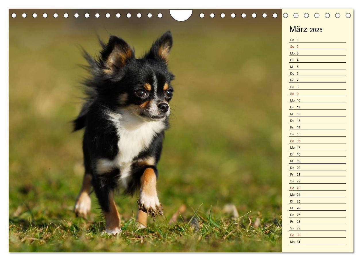 Bild: 9783435541546 | Chihuahua - Kleine Hunde ganz groß (Wandkalender 2025 DIN A4 quer),...