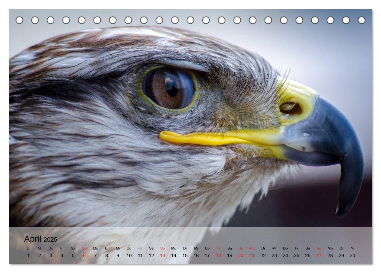 Bild: 9783435650330 | Falken und Greifvögel. Edle Jäger (Tischkalender 2025 DIN A5 quer),...